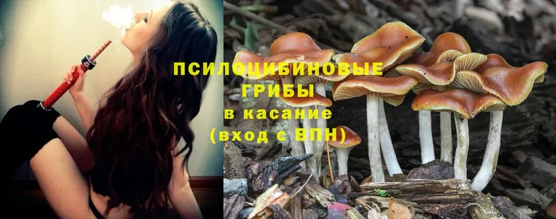 где найти наркотики  Ахтубинск  Галлюциногенные грибы Magic Shrooms 